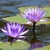 Lavender flowers of N. violacea