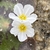 Flower detail