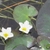 White flowers and foliage