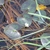 Foliage