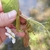 Flower attachment
