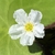Flower detail