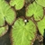 Leaves with red margins