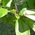 Simple, ovate, alternate leaves.