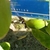 Green fruit next to a ruler showing that it's ca. 3 cm long.