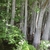 Stand of trees with swollen, flaring trunk bases