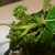 leafy shoot with small green flower buds
