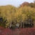 Stand of trees with swollen, flaring trunk bases