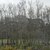 Stand of trees with swollen, flaring trunk bases