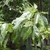 Foliage showing alternate, ovate, simple leaves.