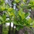 Branch with alternate, simple leaves & tangles of Spanish moss.