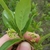 Hand holding shoot with small, green flowers.