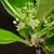 Cluster of small green flowers
