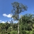 Solitary erect tree with irregular crown.