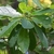 Branch with alternate, simple leaves & green, olive-like fruits.