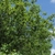 Form of the tree