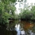 Trees growing along water