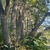 Brown trunks of the tree
