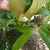 Large, ovate, entire leaves