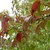 Reddish leaves and black, olive-like fruits.