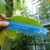 ruler next to a leaf to show it is ca. 16 cm long.