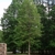 Tree with dense ovoid crown