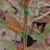 Staked, erect shoot bearing alternate simple reddish leaves.