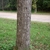 tree trunk with brown, furrowed bark.