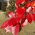 Fall Leaves, bright scarlet.