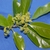 Flower and Leaves Detail