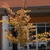 Young tree with new leave emerging coppery red.