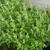 Ocimum basilicum