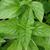 Ocimum basilicum