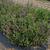 Ocimum basilicum