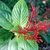 leafy shoot with red tubular flowers.