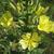 Oenothera biennis