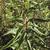 Oenothera biennis