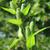 Oenothera biennis