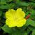 Oenothera tetragona