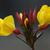 Oenothera tetragona
