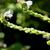 Fruits forming