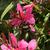 Flowers with bumble bee