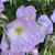 Oenothera speciosa