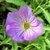 lance shaped leaves. edges toothed. Petals have veining