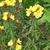 Oenothera tetragona