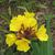 Oenothera tetragona