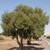 Olea europaea