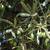Olea europaea