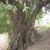 Trunk of a mature tree