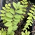 Polemonium boreale 'Heavenly Habit'